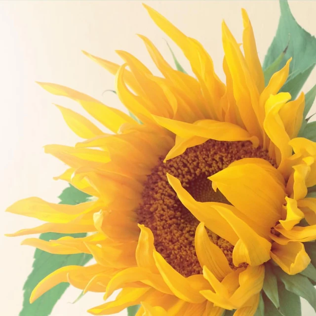 a very pretty large sunflower with a white background