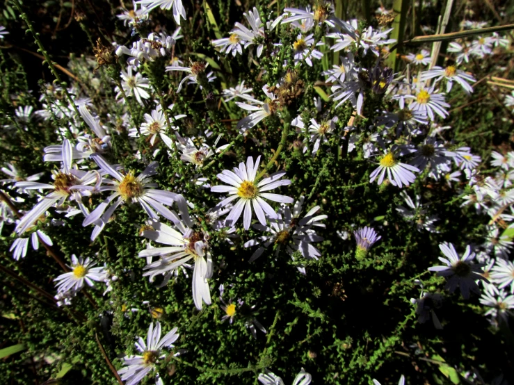 the wildflowers in the field are purple and white