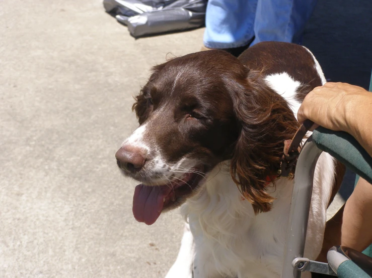 brown and white dog sitting in a lawn chair next to someone's feet