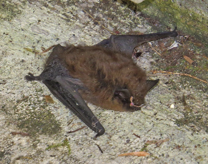 an adorable bat laying down on the concrete