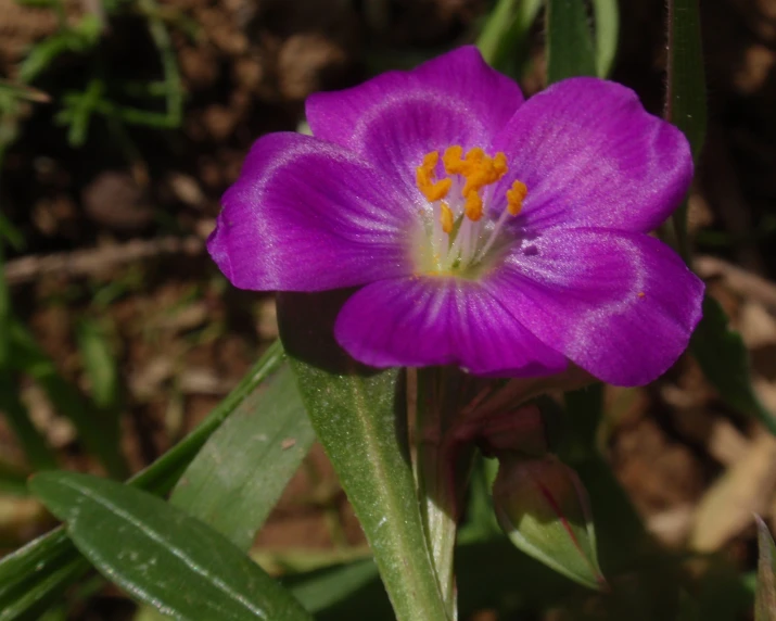 an image of a purple flower in the woods