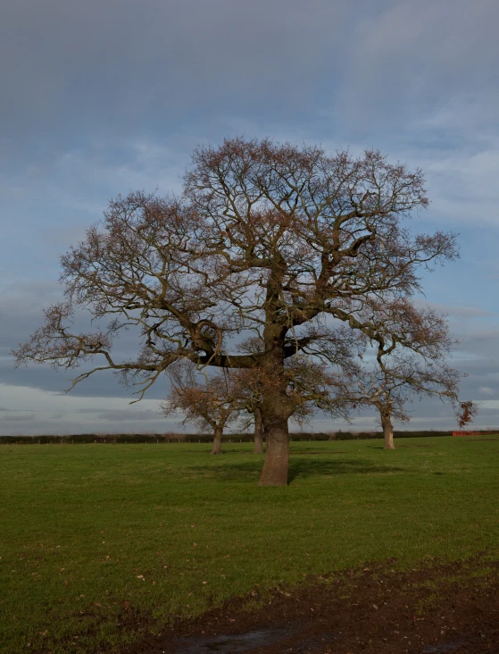 an open field with two trees and clouds in the sky