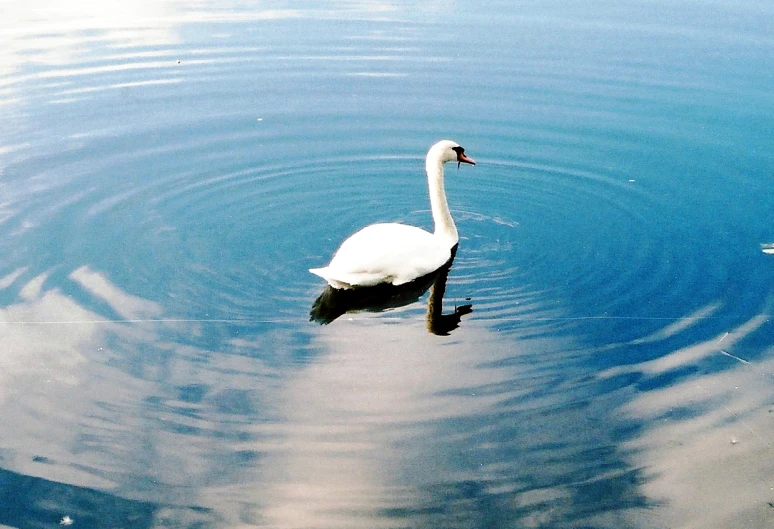 swan and duck swimming in calm pond with blue sky and clouds