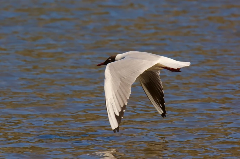 a black and white bird flying over water