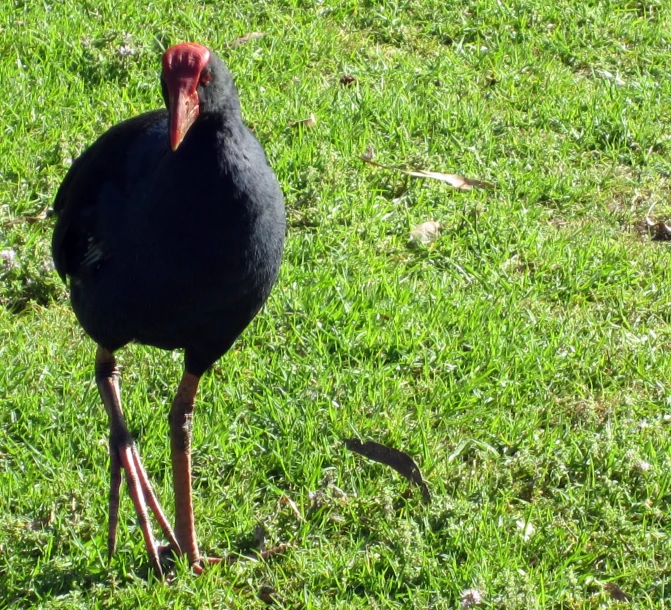 a close up of a bird on some grass