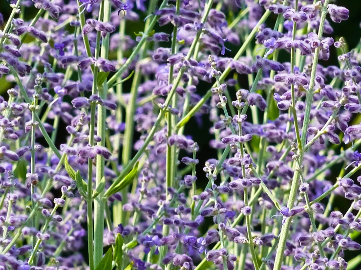 a bunch of lavender flowers that are in some plants