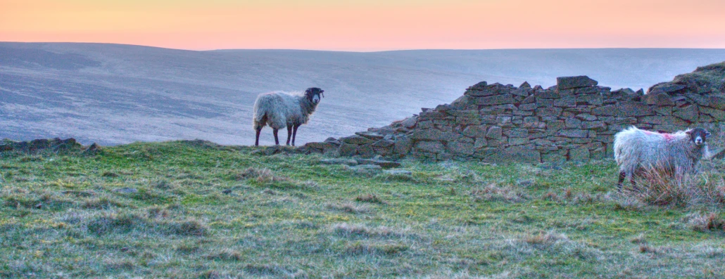 two sheep standing in an open field at sunset