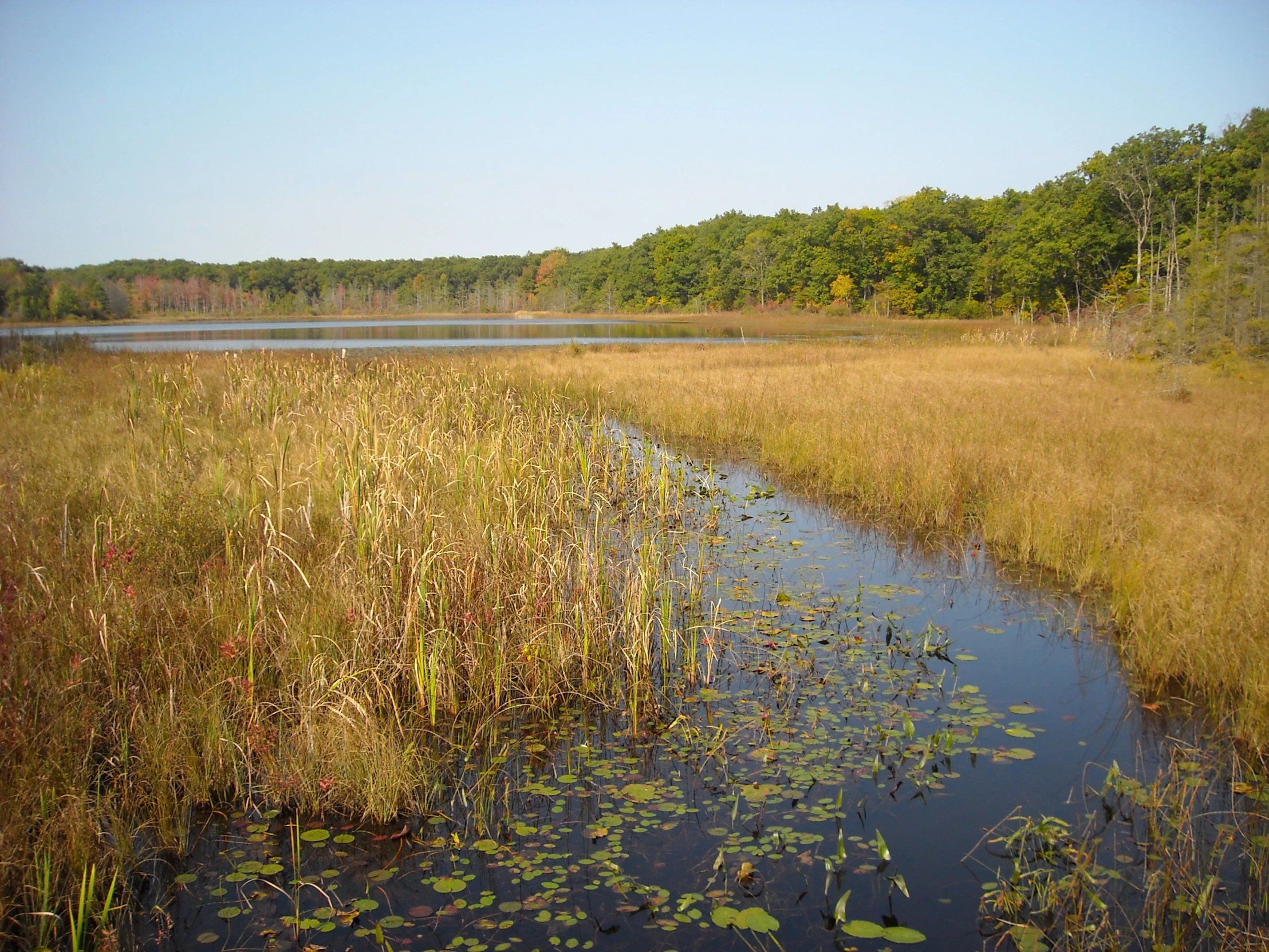 swampy pond in middle of wooded area with clear blue sky