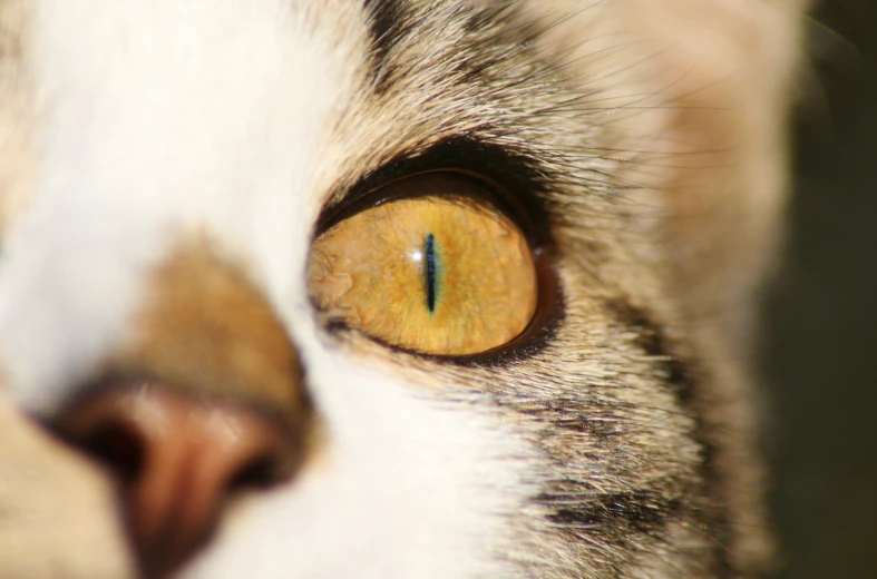 a close up of a cat's eyes with a yellow eye