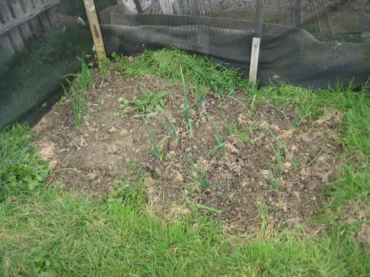 there is a field with green weeds growing out of it