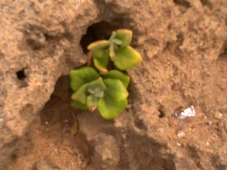 a close - up of two plants growing from the side of a cliff