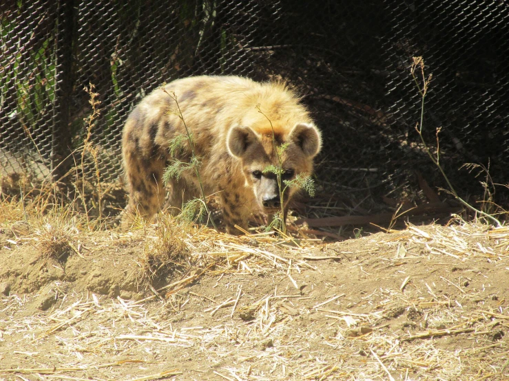 a bear that is standing in the dirt