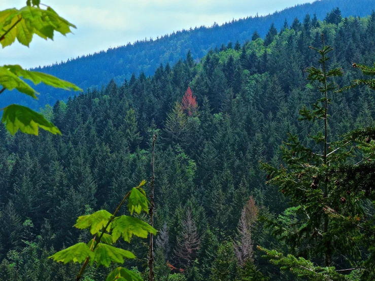 a forest filled with lots of green trees