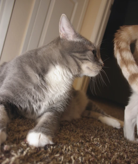 two cats play with each other on the floor