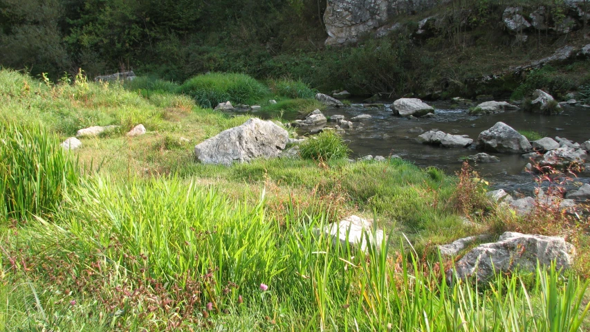 a lush green hillside next to a river