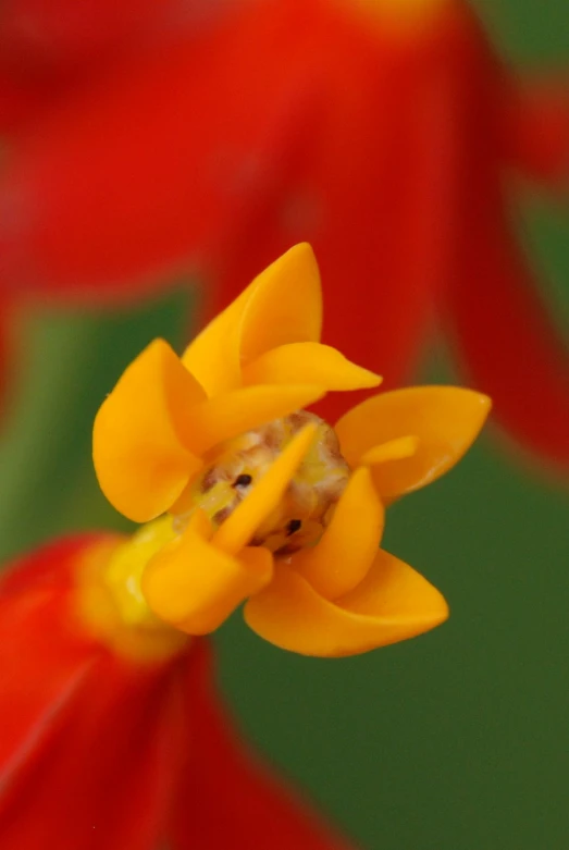 the yellow center is a flower with red petals