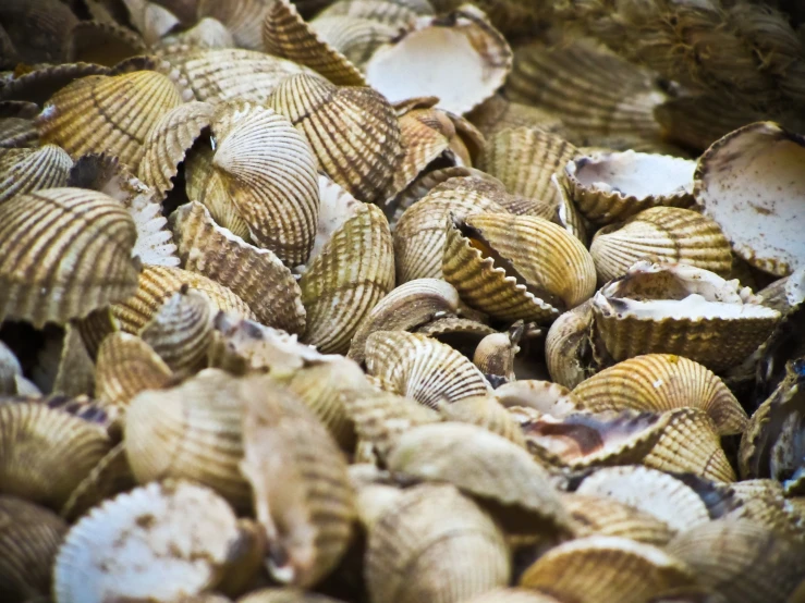 several seashells are shown gathered together in rows