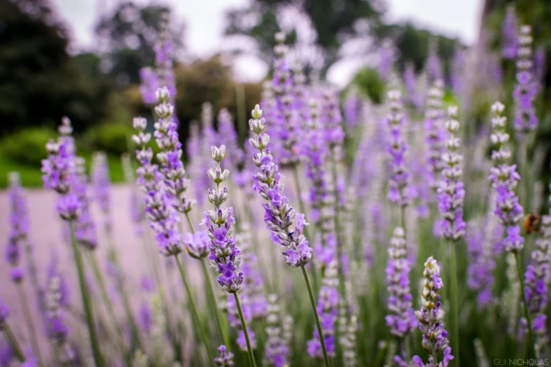 lavender flowers on the lawn in a field