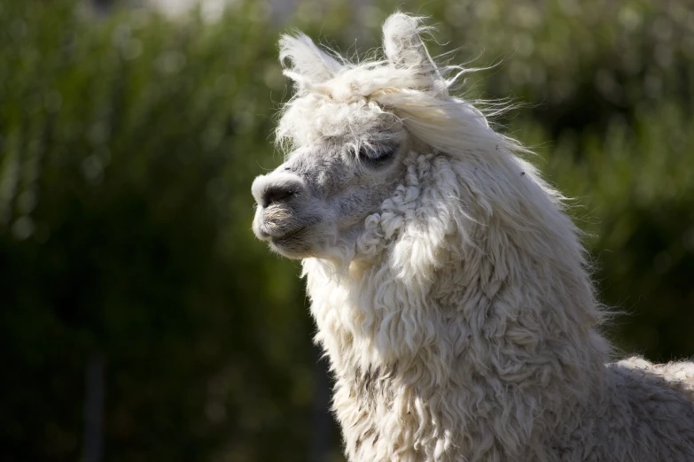 a white llama looking directly ahead in a forest