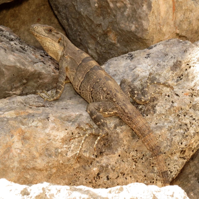 lizard on rock surrounded by large boulders during daytime