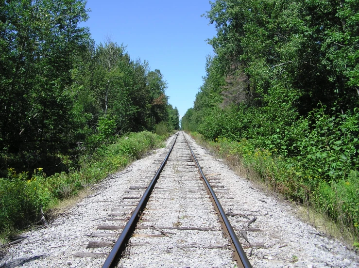 the tracks that lead up to a forest are clearly visible