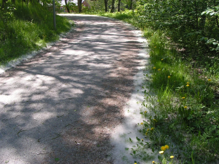 an empty sidewalk with weeds and wildflowers on either side
