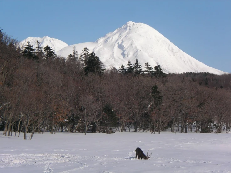 a dog standing in the snow in front of trees and mountains