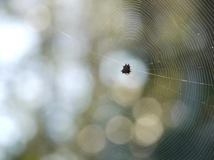 a spider in a web with the end of it's web