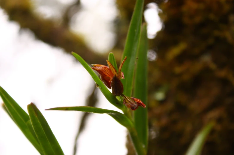 a blurry po shows flowers blooming from a plant stem