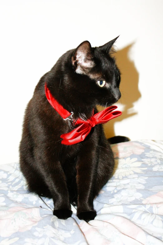 a black cat with a red bow tie