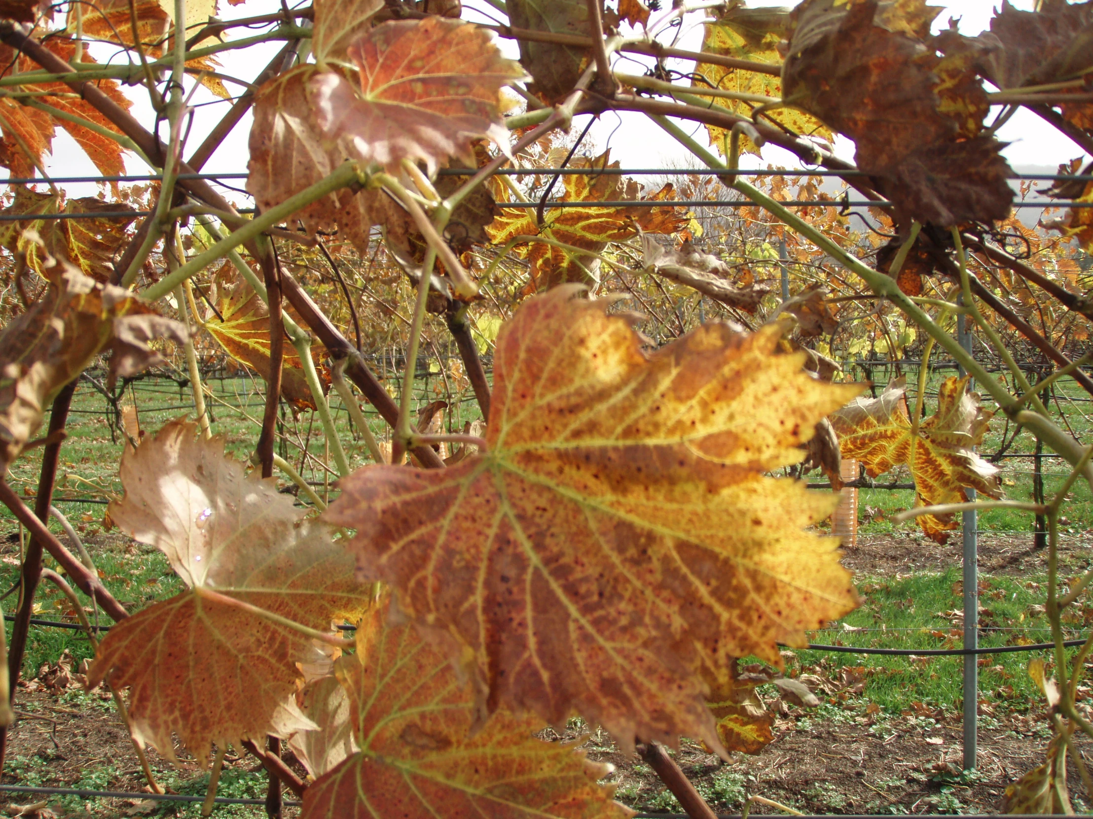 leaves from several different trees stand in the background, as if a garden