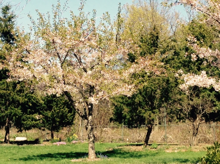 a park bench is near a tree in the middle of a grassy area