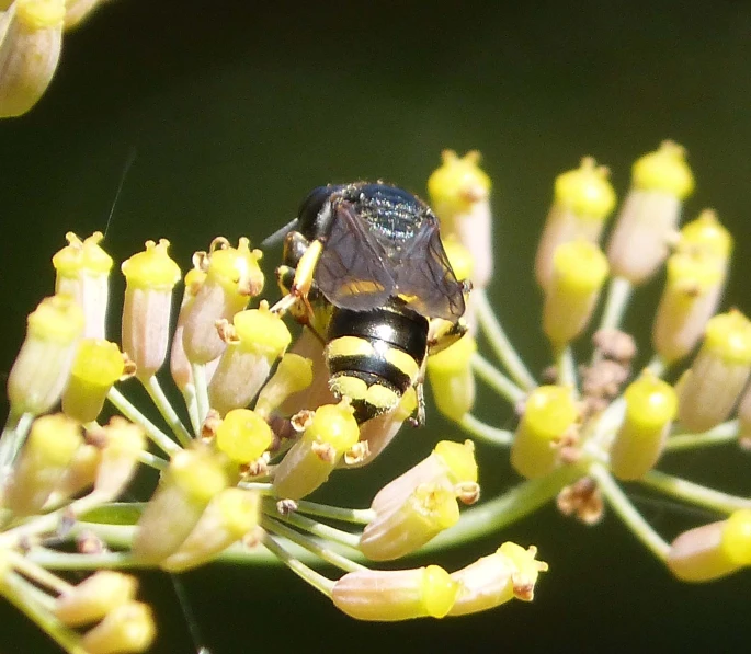 a large fly standing on a plant filled with flowers