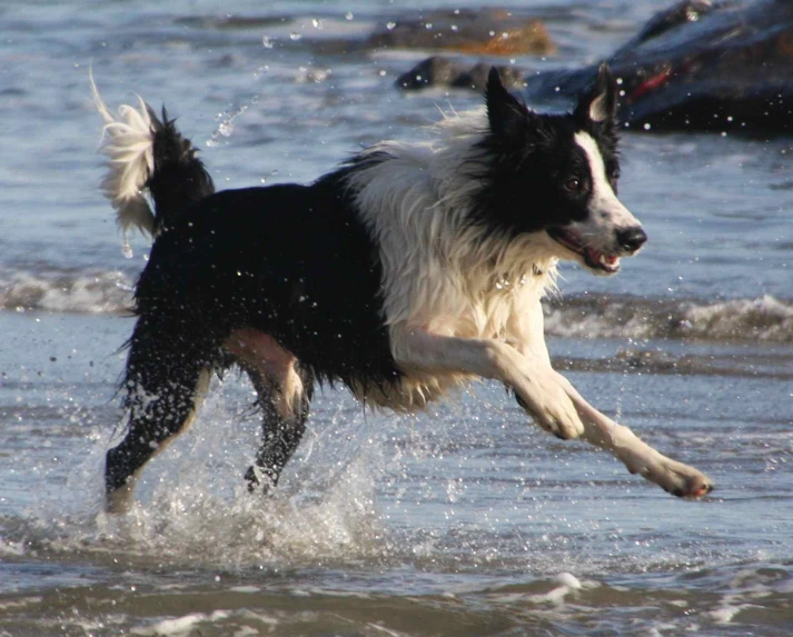 a dog running through water near rocks
