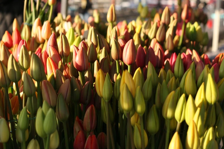 the bright flowers are in full bloom at the market