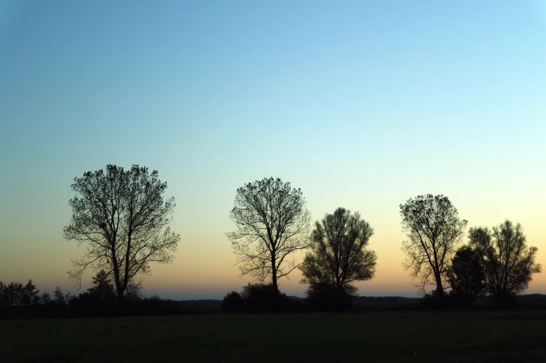 a group of trees against the sunset in a park