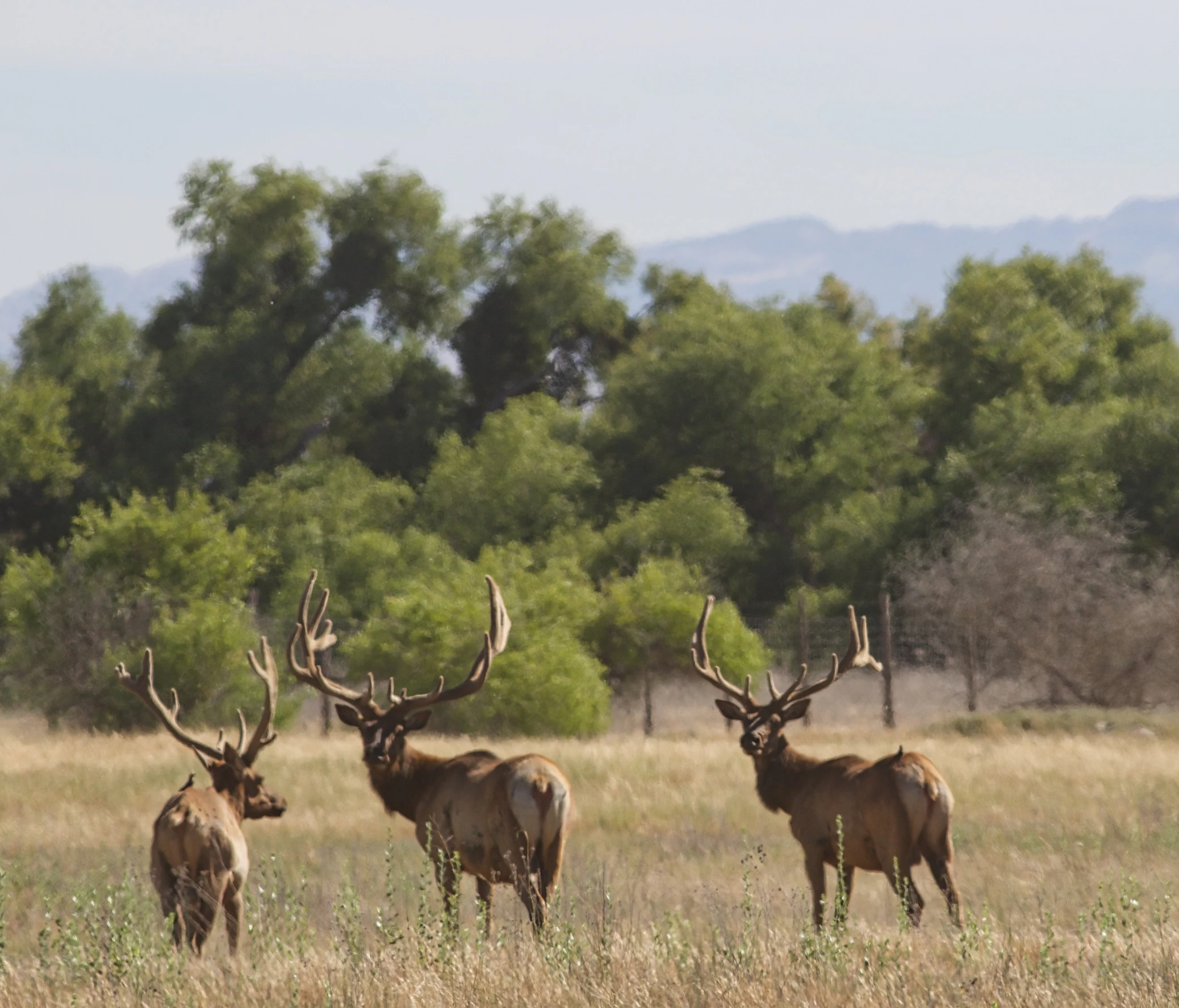 some very big horned animals standing in a field