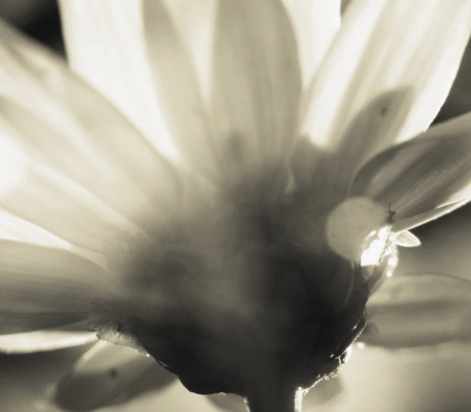 closeup view of the center of a large, white flower