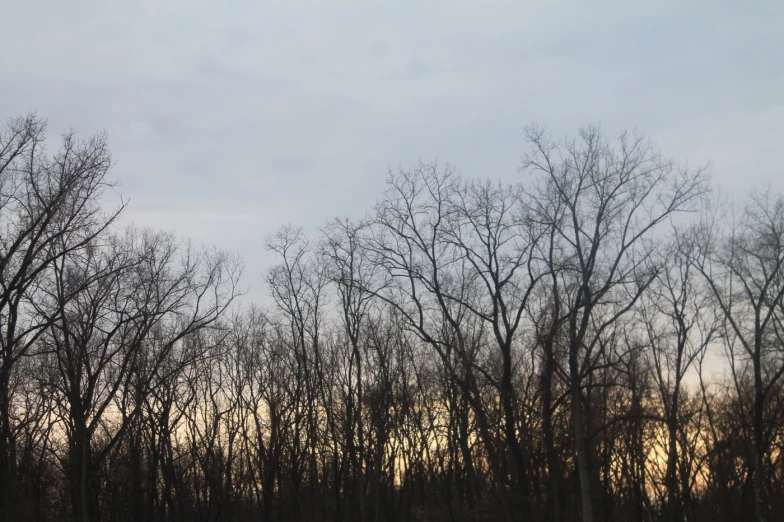 birds are perched on trees in the middle of the woods