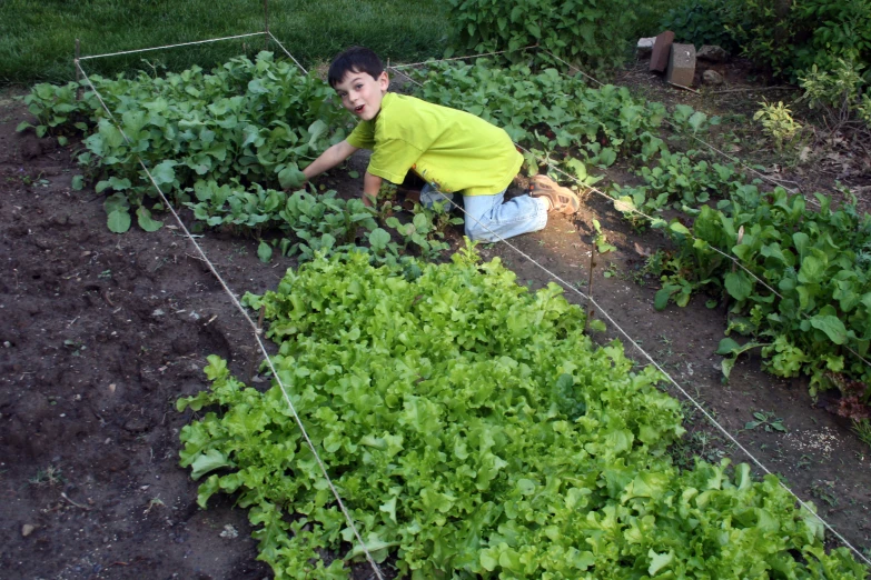 a  picks through his garden plants