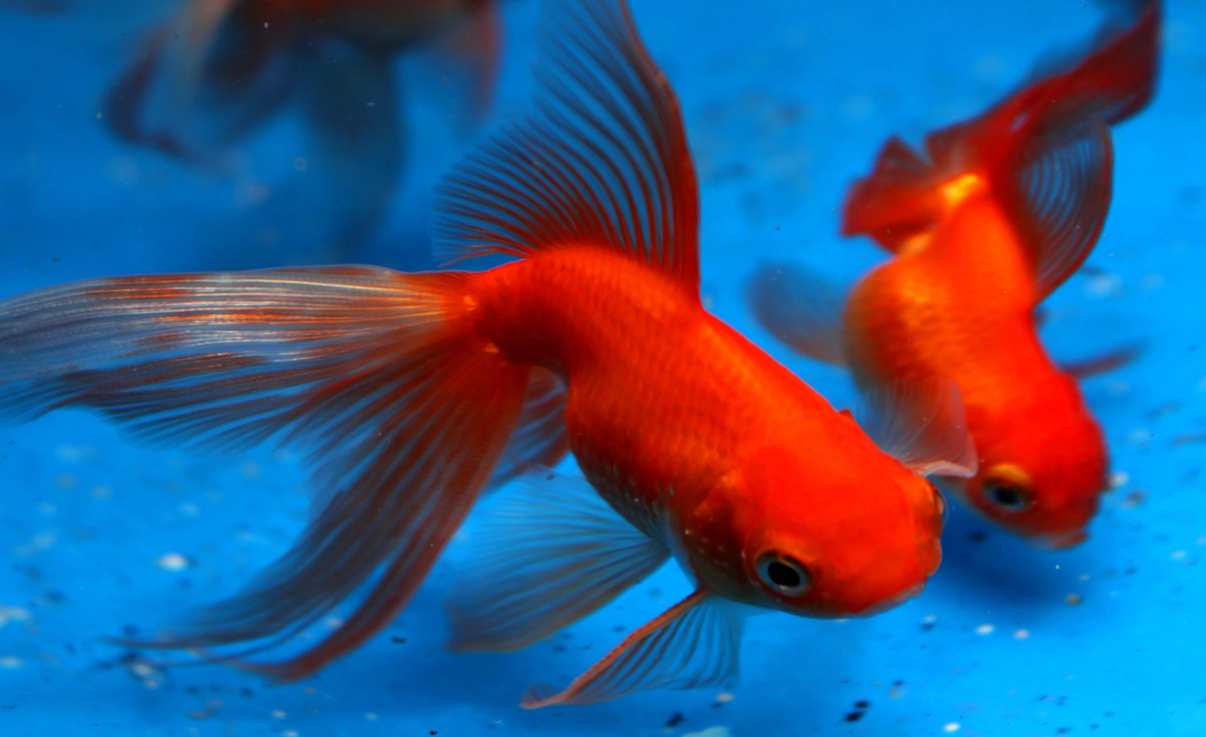 a couple of gold fish swimming together in an aquarium