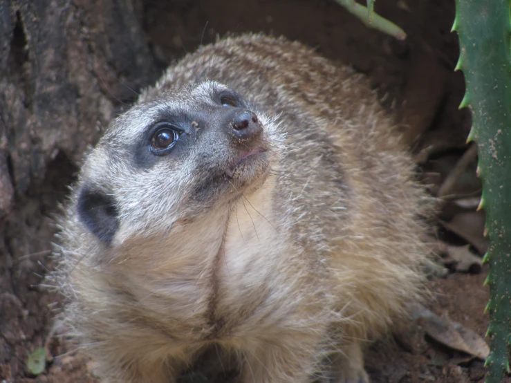 a small animal sitting on the ground looking up