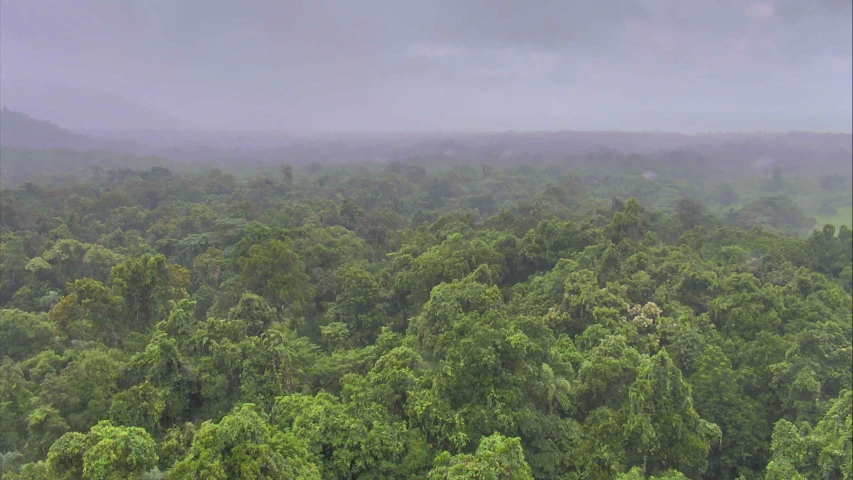 trees in a green forest under gray skies