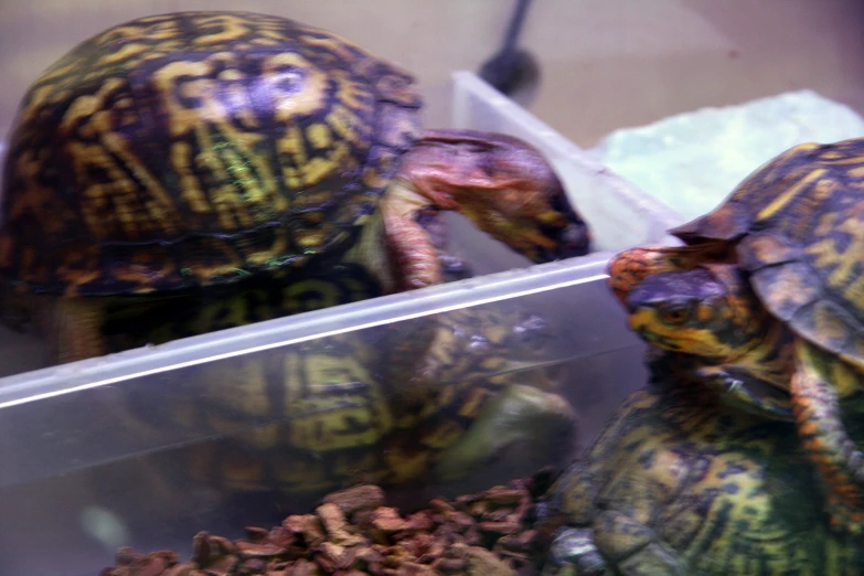 turtles in a glass container with a plastic tray