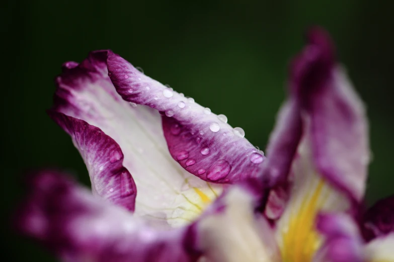 a purple and white flower in full bloom