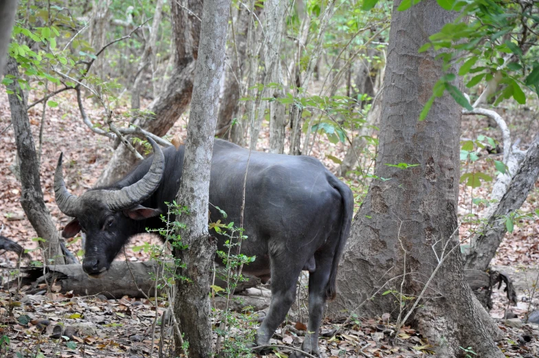 an animal with big horns is in the woods