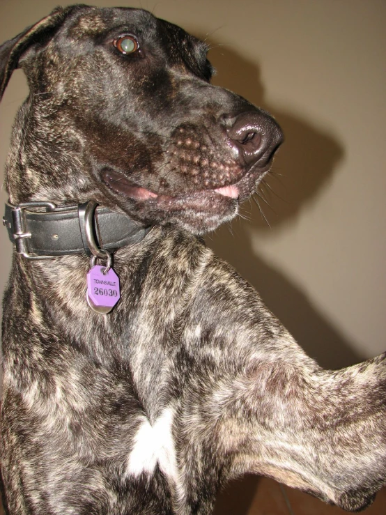 a black and gray dog with a purple tag is looking straight ahead