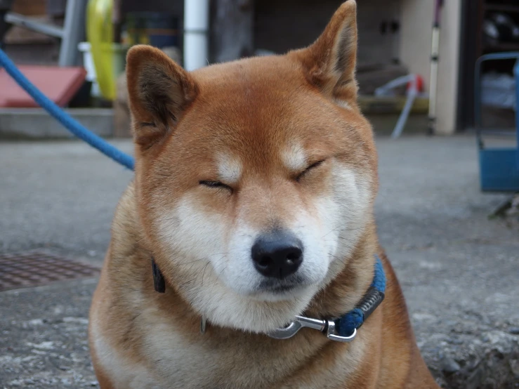 an adorable shiba dog smiling while sitting on the ground