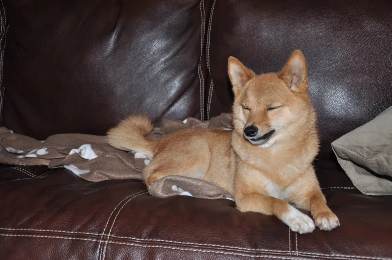 an adorable brown dog sleeping on top of a brown couch