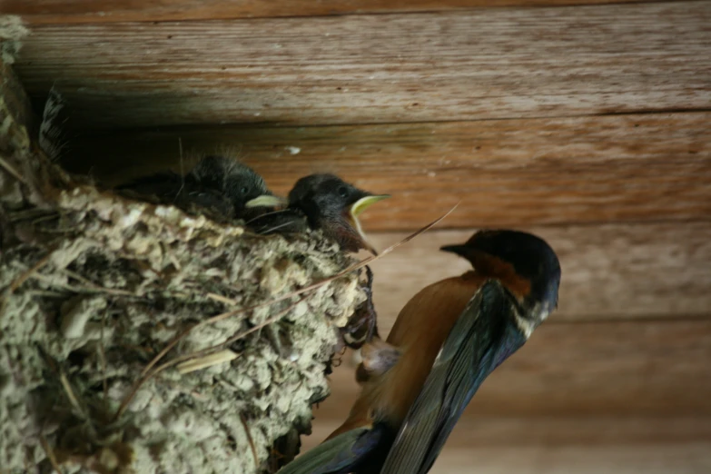 two small birds with beaks sitting on top of an object